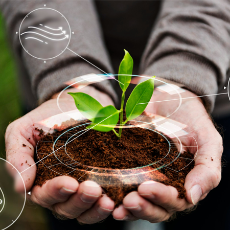 Vente de 5 tonnes d'ignames pr&eacute;coce (Kouba)