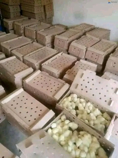 Vente-de 50 poussins locales