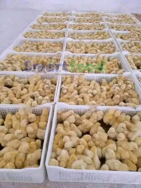 Vente-de 50 poussins coquelets