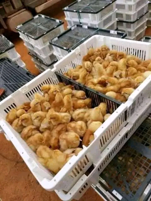 Vente de 50 poussins brahama