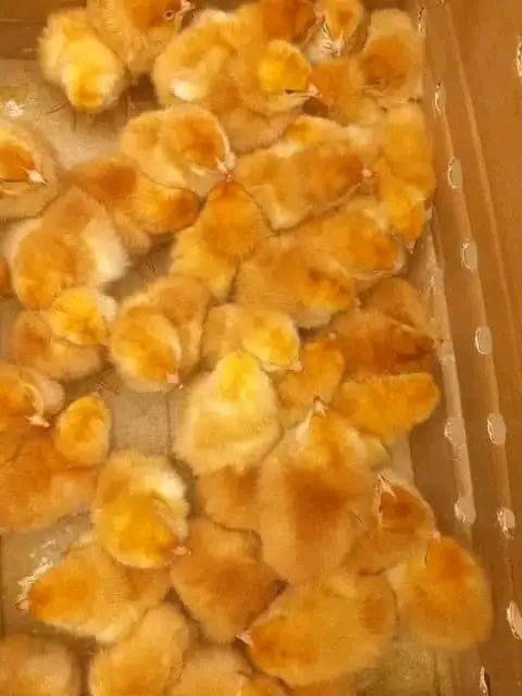 Vente de 50 poussins chairs 