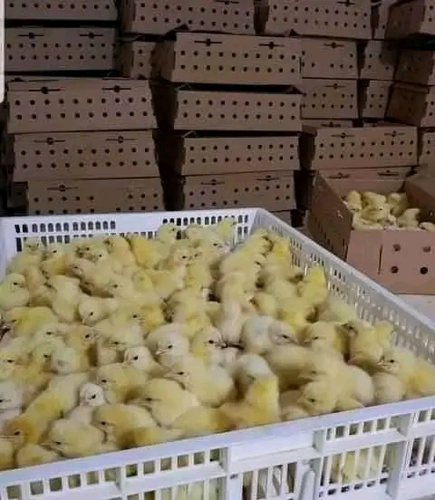 Vente-50 poussins bleus Hollande 