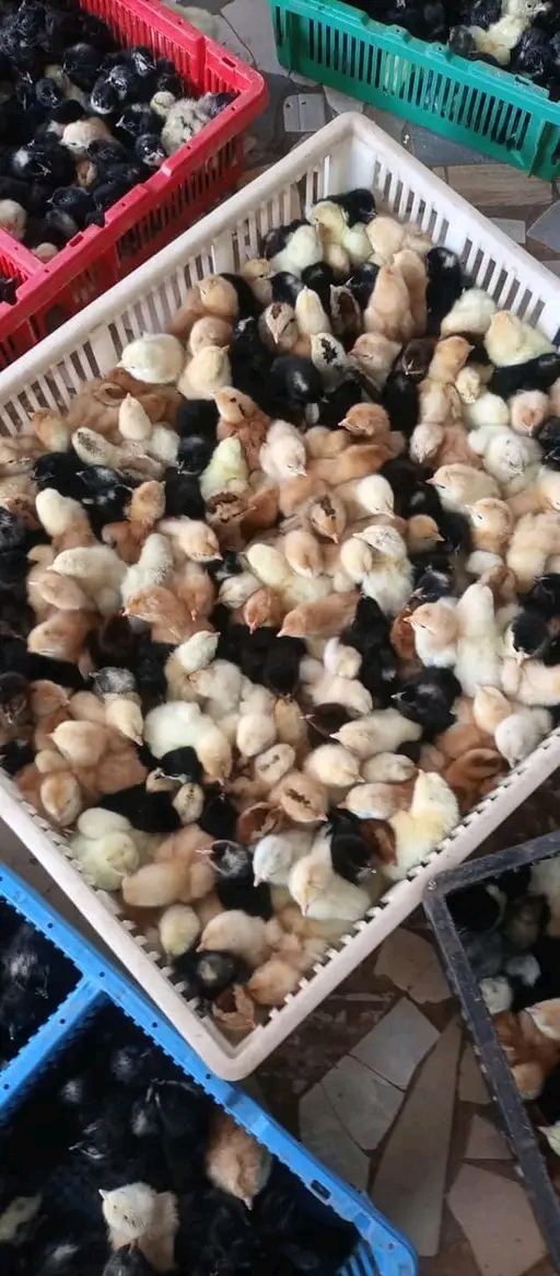 Vente-de 50 poussins de pintadeaux