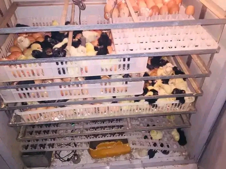 Vente-de 50 poussins de dindonneaux chairs