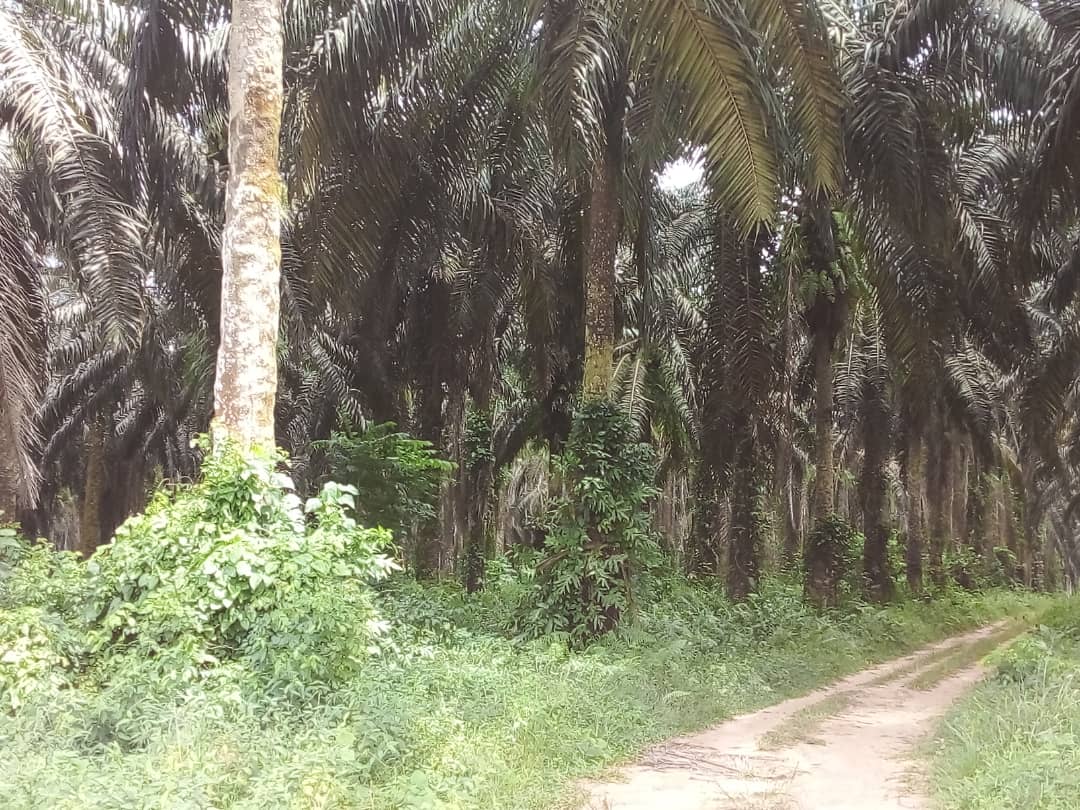 *VIEUX PLANTS DE PALMIERS - Lieu : Azagui&eacute;  - Superficie : 230 hectares.