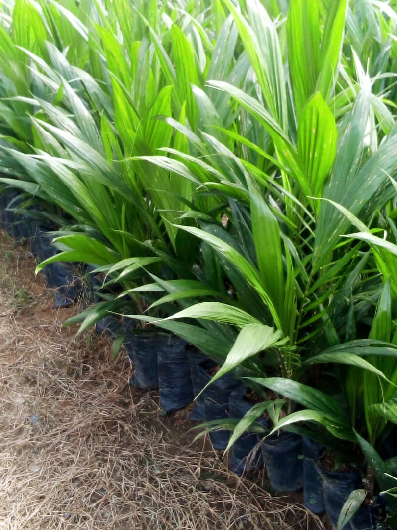 Vente de 40 hectares de p&eacute;pini&egrave;re de palmier a huile pr&egrave;s a &ecirc;tre planter