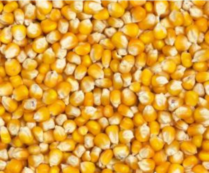 Vente de 80t de ma&iuml;s jaune brut 