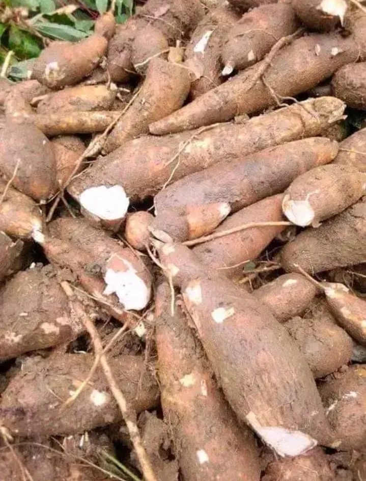 VENTE DE MANIOC
