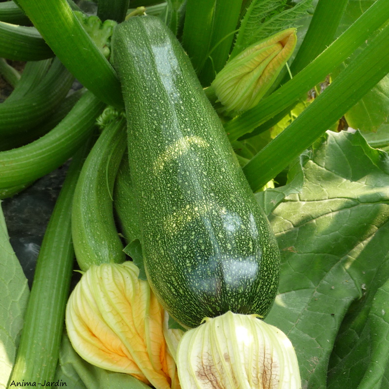 Courgette 200 kg